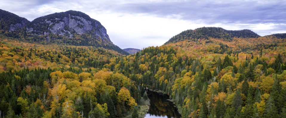 Forêt boréale, Québec