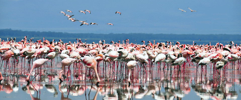 Lac Nakuru, Kenya