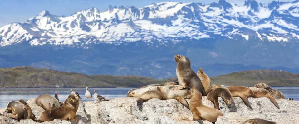 Lions de mer, Patagonie