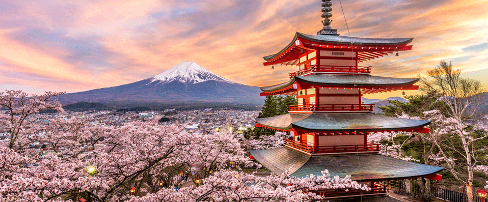 Les Cerisiers Fleuris D’un Printemps Au Japon