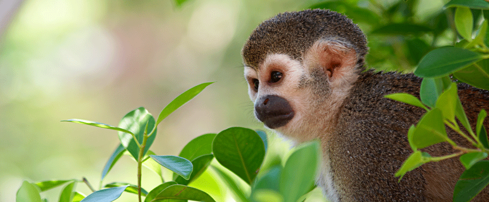 Singe écureuil vivant dans la forêt amazonienne