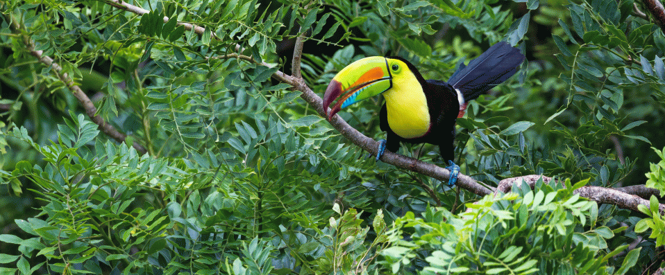 Toucan à carène, Costa-Rica