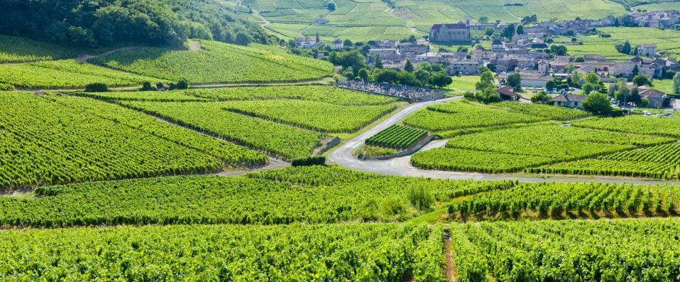 Vignoble en Bourgogne, France