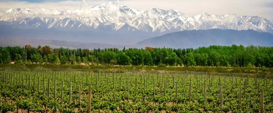 Vignoble de Mendoza, Argentine