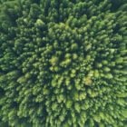 Vue aérienne d'une forêt verte