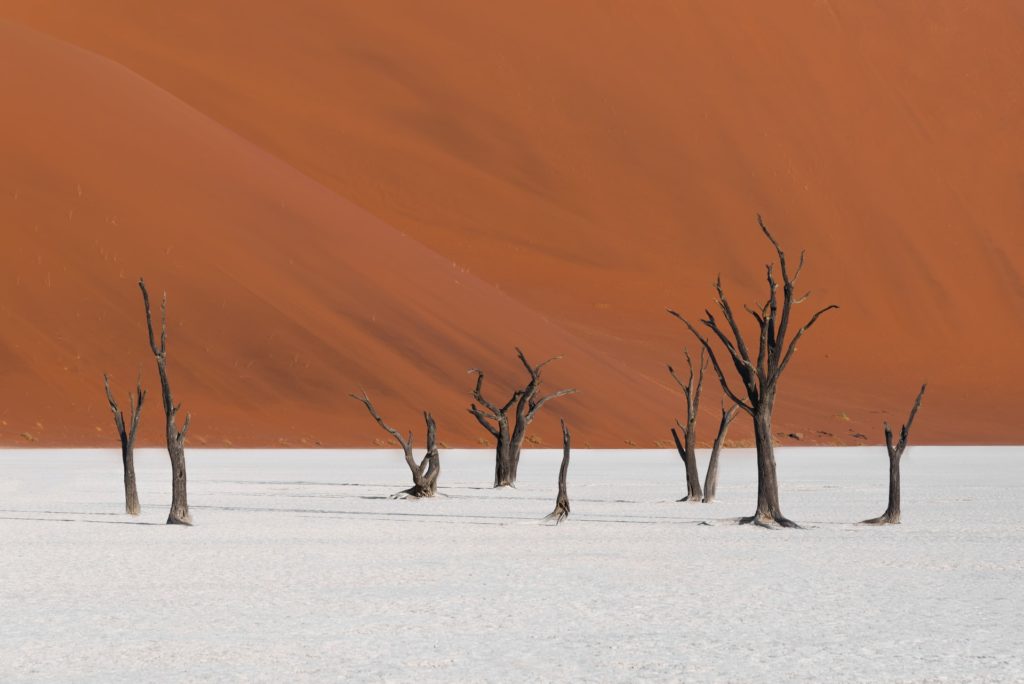 Arbres morts aux USA