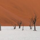 Arbres morts aux USA