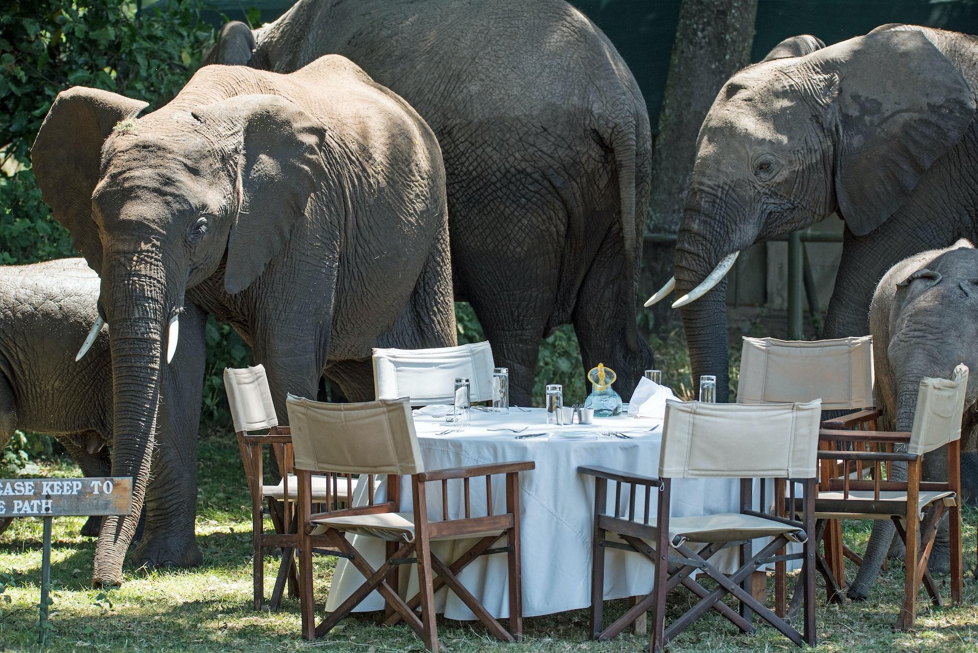 L'hiver au Kenya, avec des éléphants