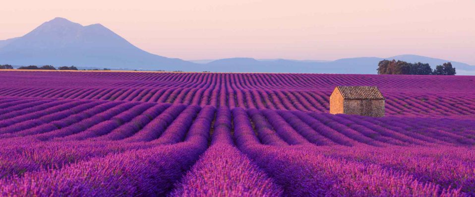 Des champs de lavande en Provence