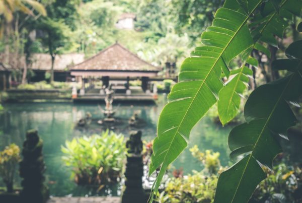 Jungle, partir à Bali