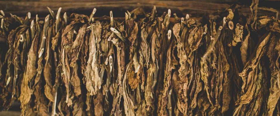 Tabac séché dans une ferme de Viñales