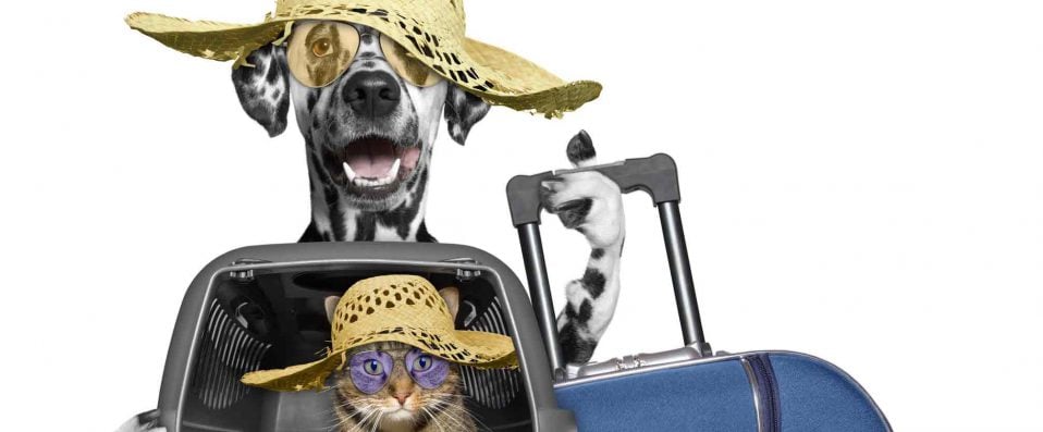 Un chat et un chien tenant une valise