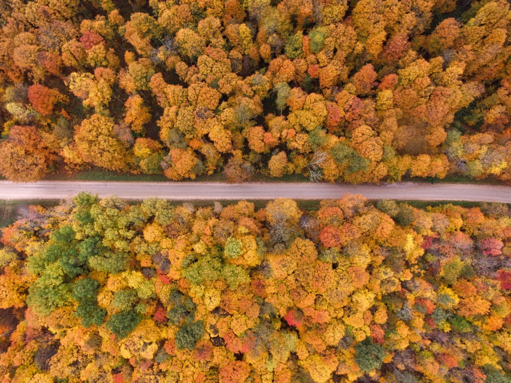 Prise de vue aérienne d'une route traversant des arbres jaunes