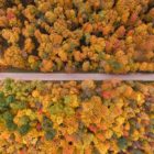 Prise de vue aérienne d'une route traversant des arbres jaunes