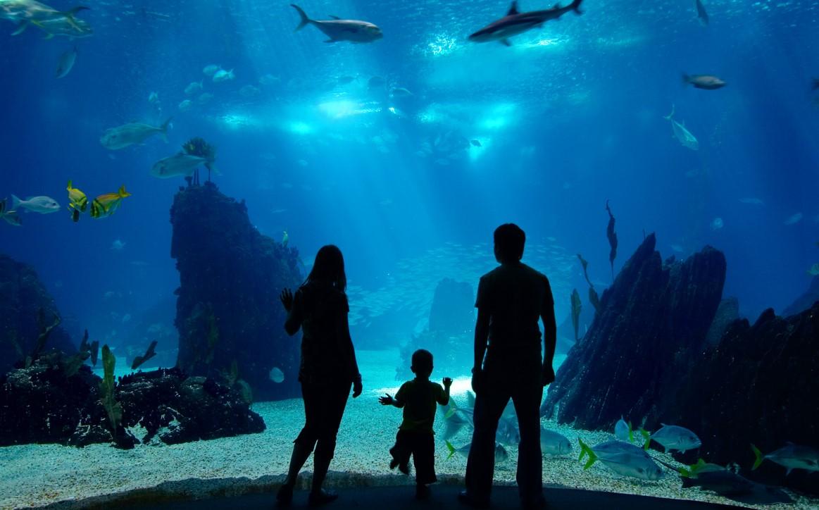 Aquarium en famille