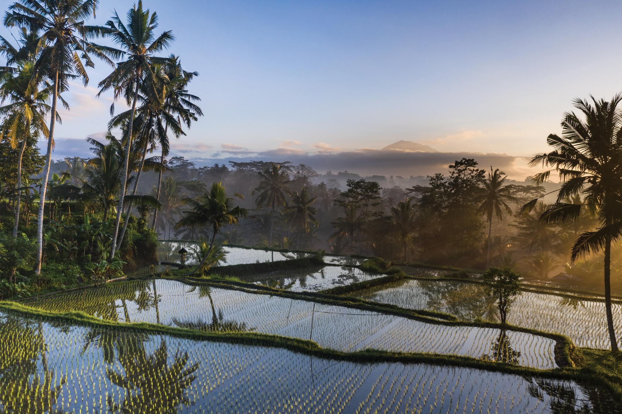 Sunrise in Tampaksiring rice paddy in Bali Indonesia