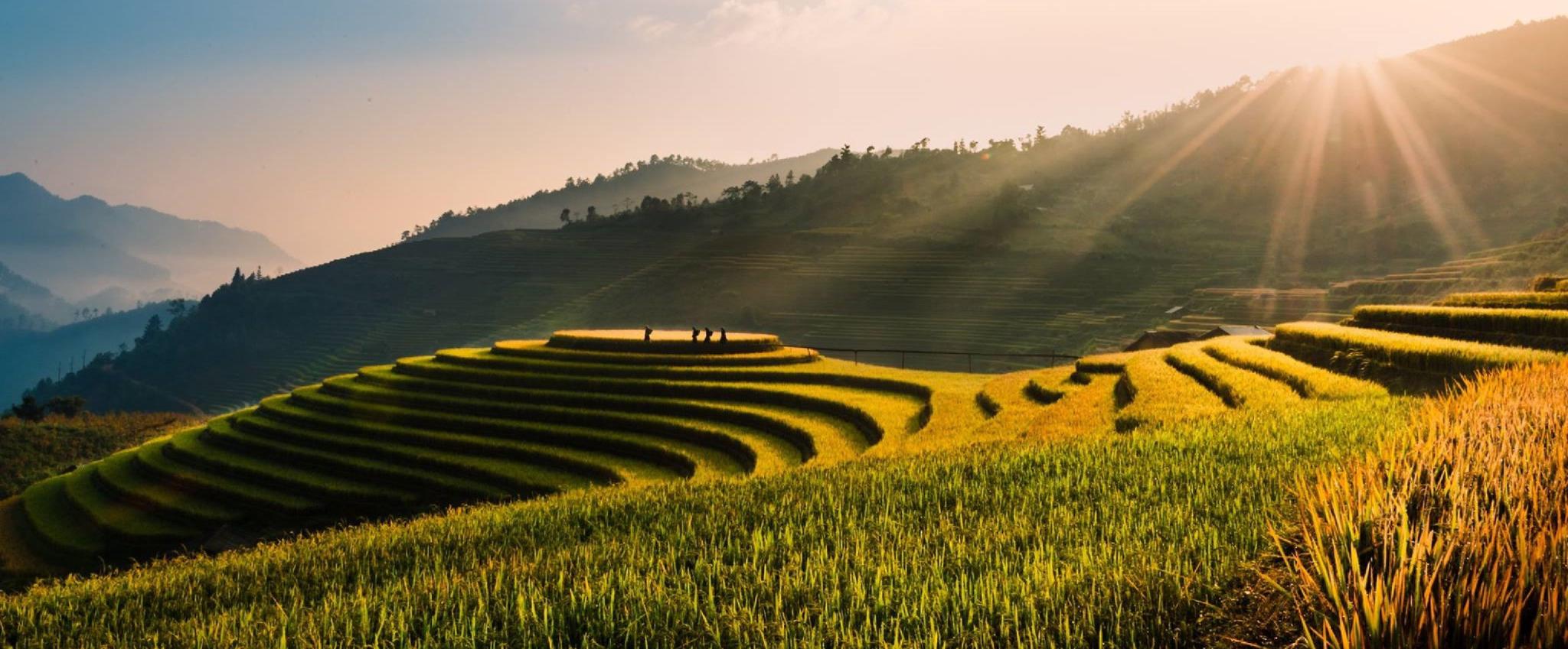 vietnam-rizières