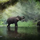Éléphant sauvage