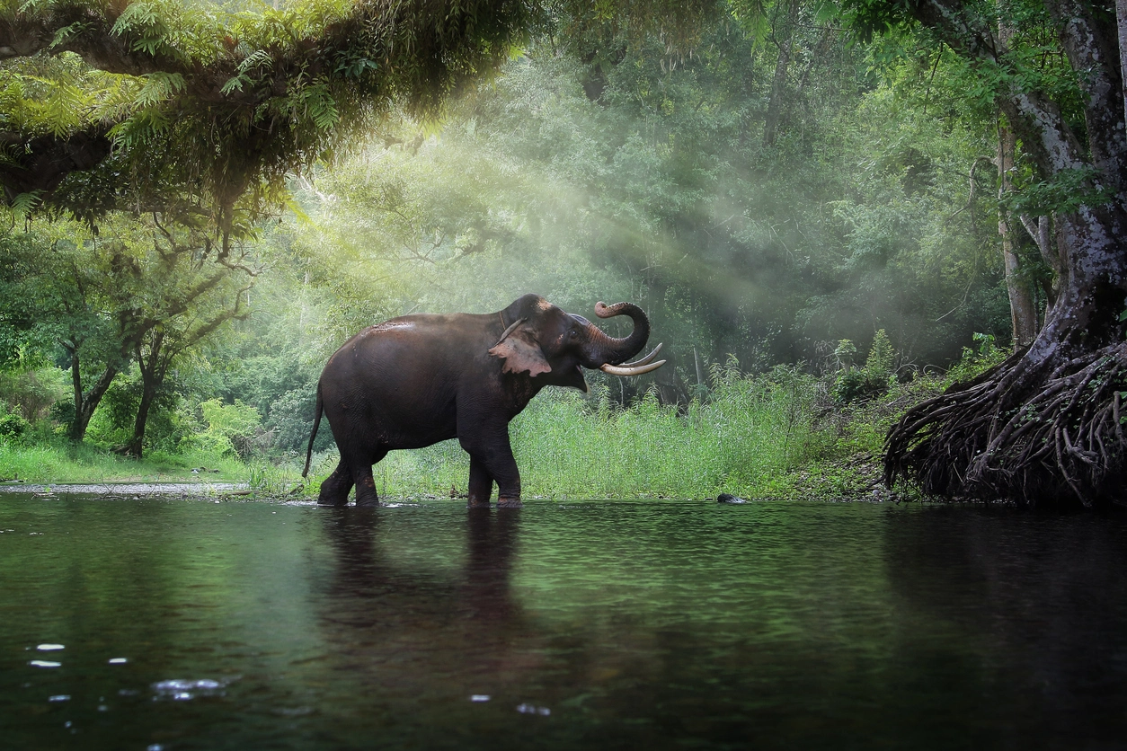 Éléphant sauvage