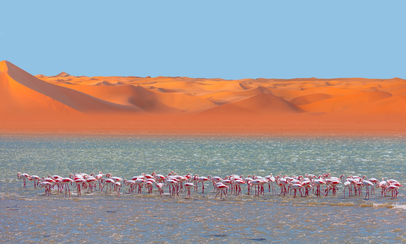 Groupe d’oiseaux de flamants roses d’Afrique se promenant autour du lagon vert Désert du Namib en arrière-plan - Oiseaux sauvages d’Afrique, Namibie