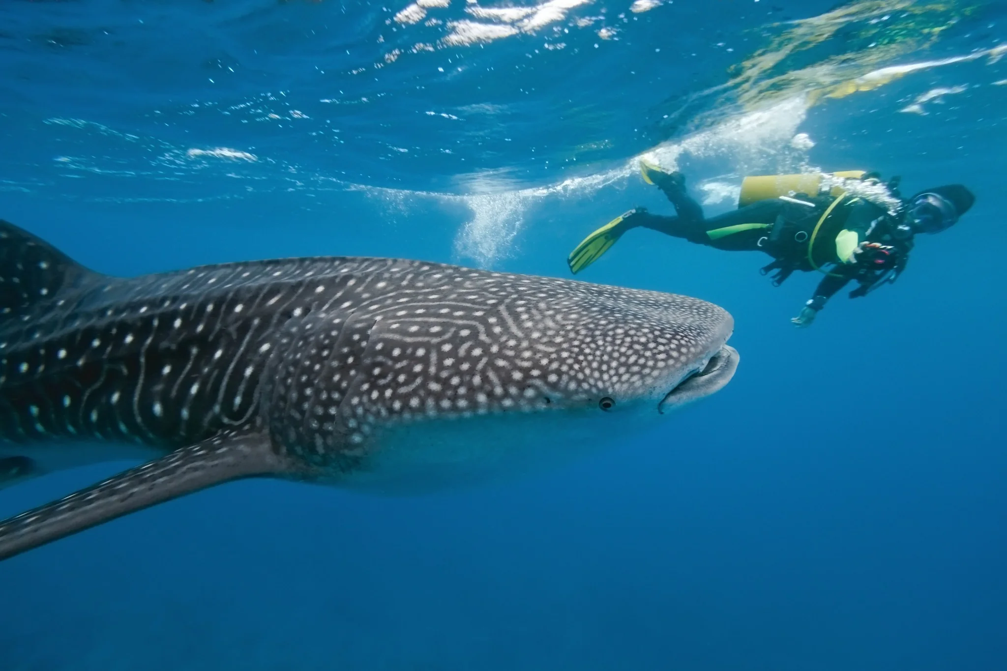 Plongée avec un requin-baleine dans les eaux turquoise des Maldives