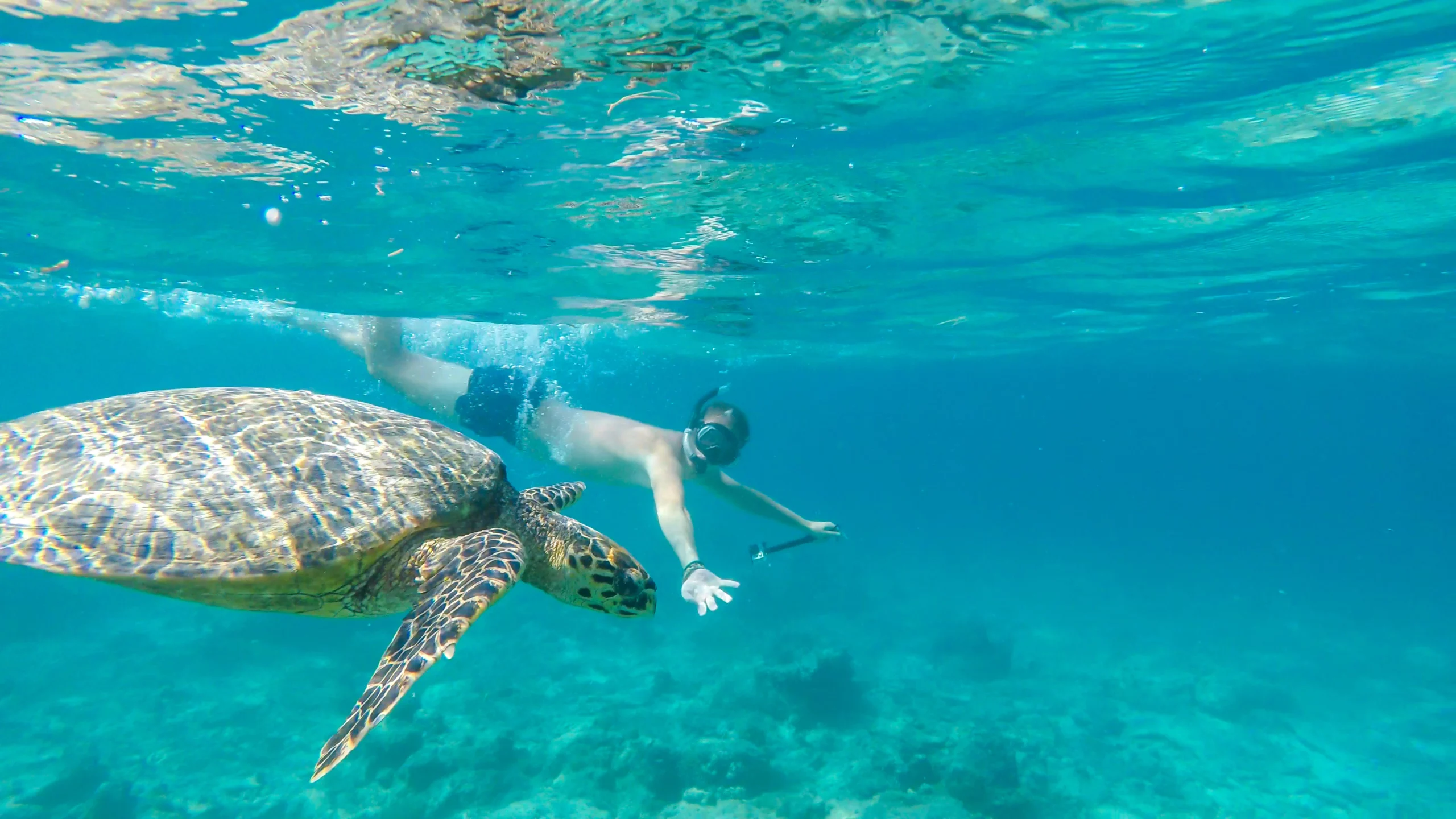 Snorkeleur nageant aux côtés d’une tortue de mer dans les eaux claires des Maldives