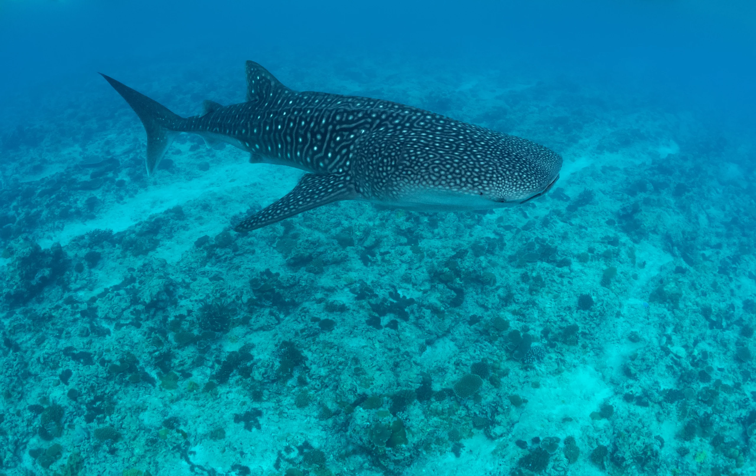 Requin-baleine nageant au-dessus du récif dans les eaux turquoise des Maldives