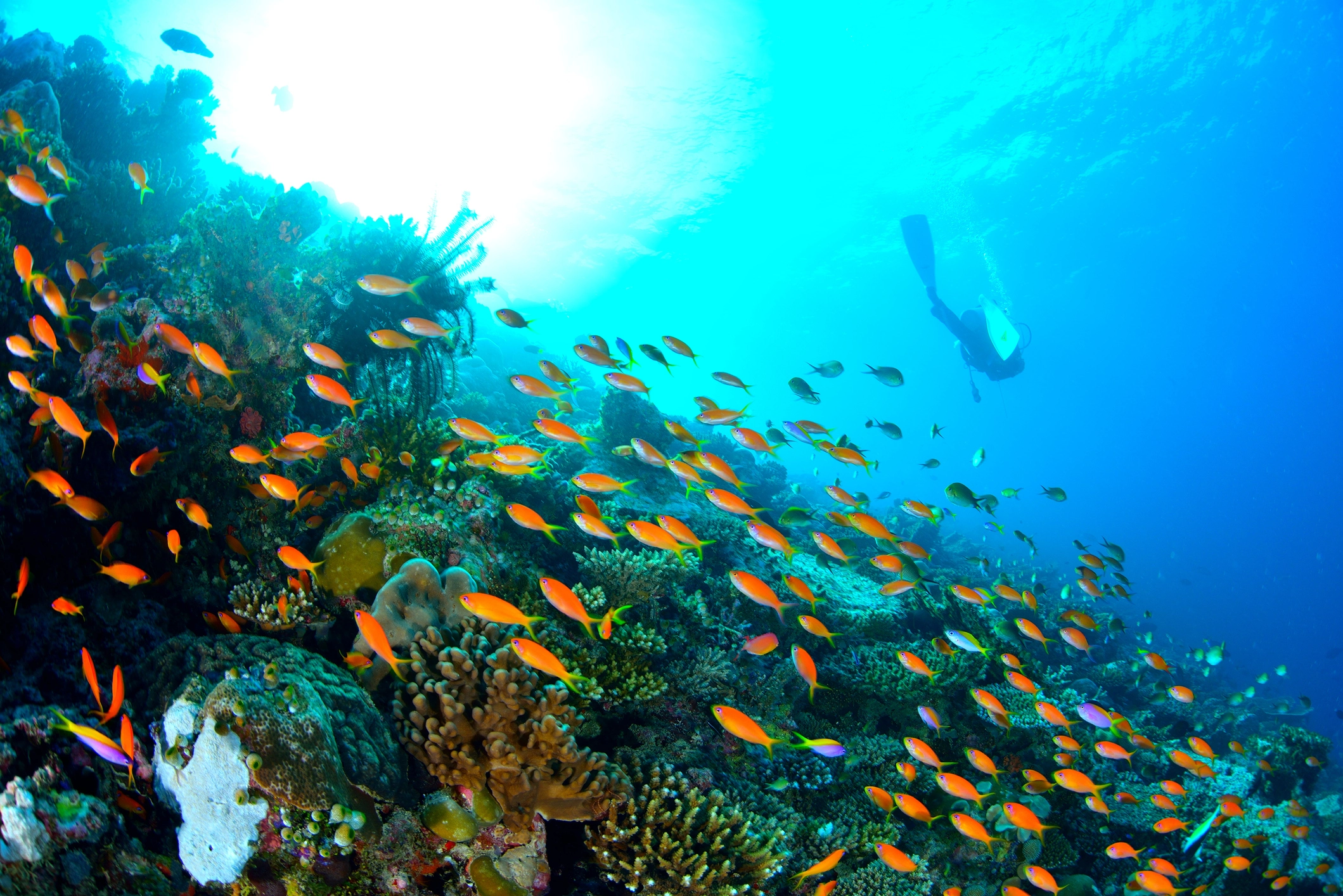 Plongeur observant un récif corallien coloré et des poissons tropicaux aux Maldives